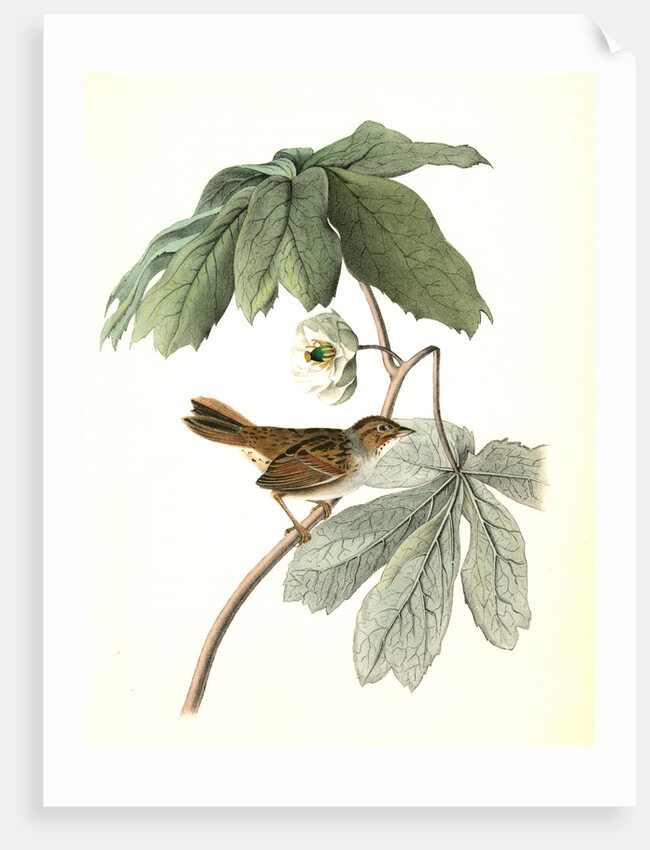 Swamp Sparrow. Male. (May-apple.) by John James Audubon
