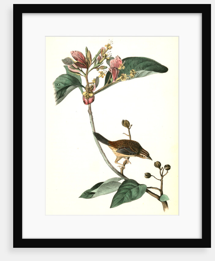 Bachman's Pinewood Finch. Male. (Pinckneya pubescens) by John James Audubon