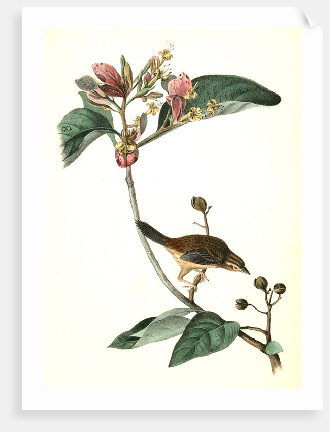 Bachman's Pinewood Finch. Male. (Pinckneya pubescens) by John James Audubon