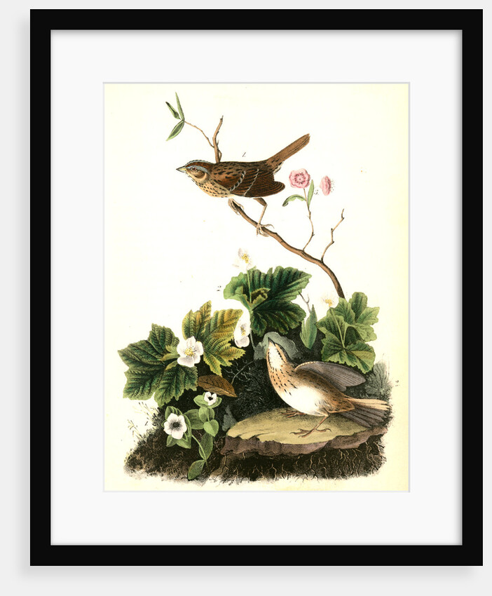 Lincoln's Pinewood Finch by John James Audubon