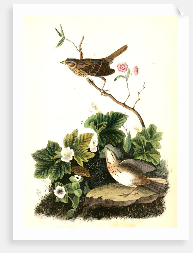 Lincoln's Pinewood Finch by John James Audubon