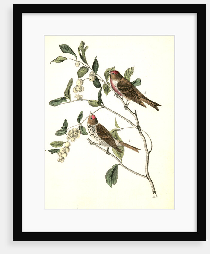 Lesser Redpoll Linnet by John James Audubon