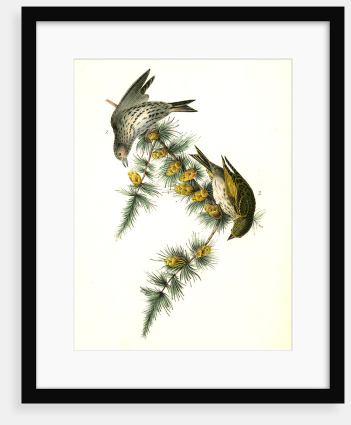 Pine Linnet by John James Audubon