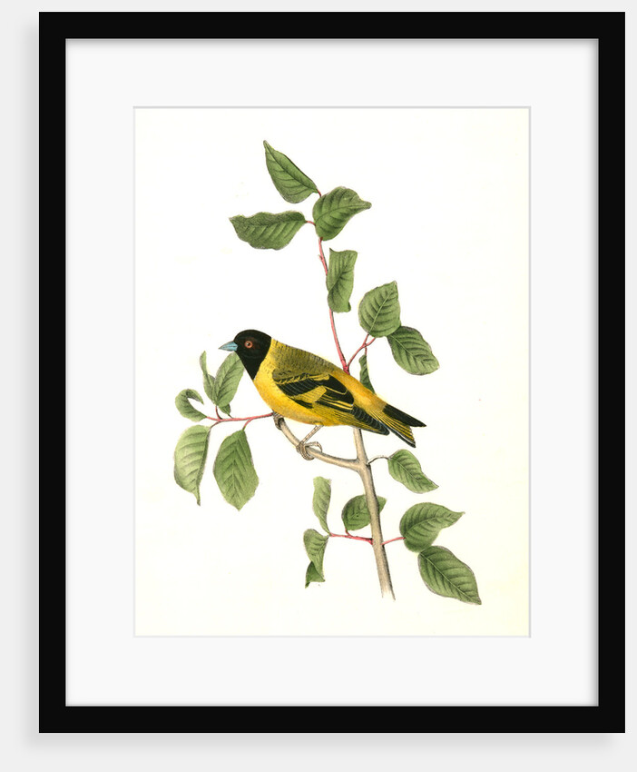 Black-headed Goldfinch. Male by John James Audubon