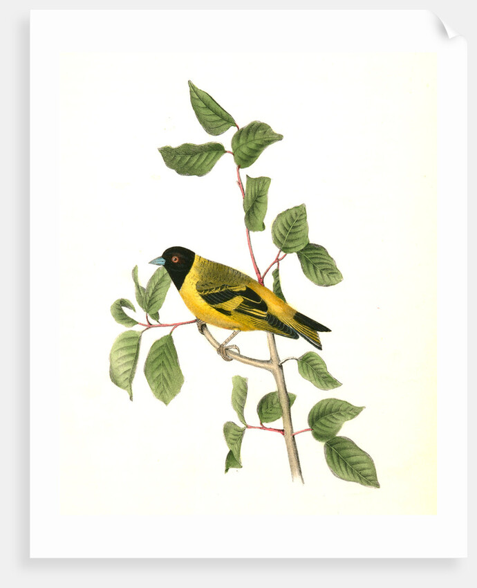 Black-headed Goldfinch. Male by John James Audubon