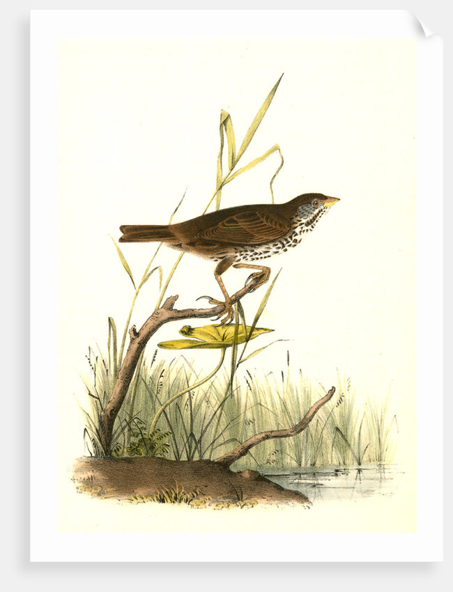 Brown Finch. Female by John James Audubon