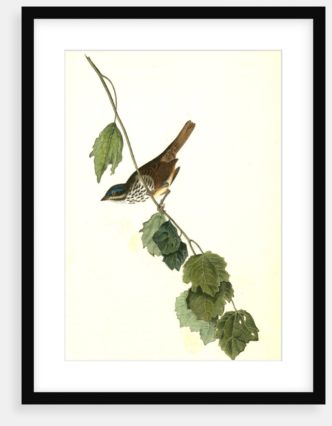 Townsend's Finch. Male by John James Audubon