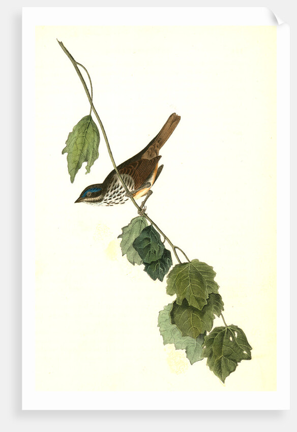 Townsend's Finch. Male by John James Audubon