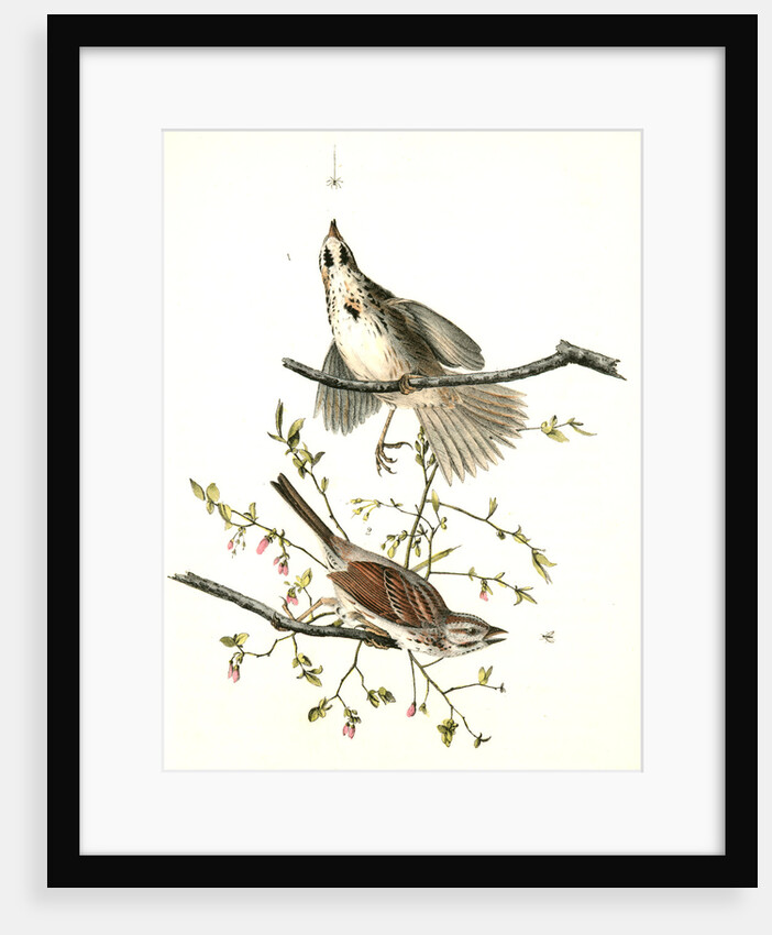 Song Finch by John James Audubon