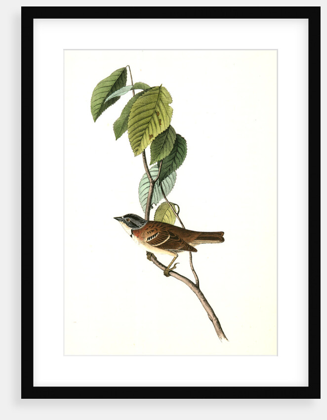 Morton's Finch. Male by John James Audubon