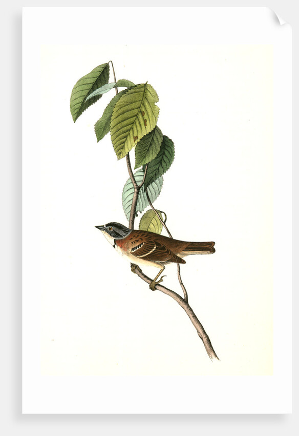 Morton's Finch. Male by John James Audubon