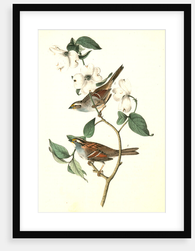 White-throated Finch. 1.Male. 2. Female. (Common Dogwood.) by John James Audubon