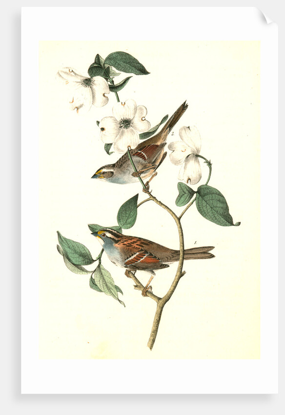 White-throated Finch. 1.Male. 2. Female. (Common Dogwood.) by John James Audubon