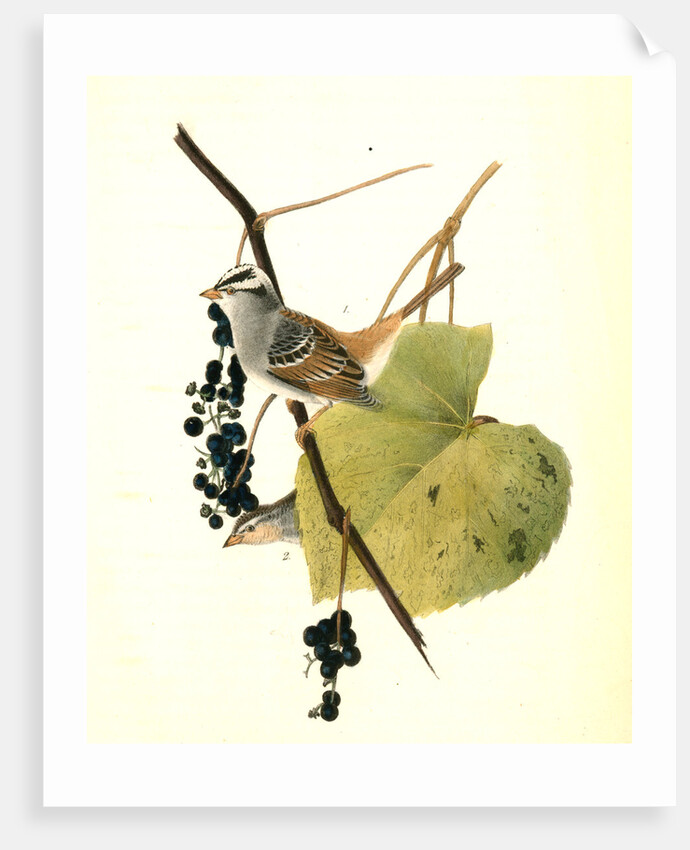 White-crowned Finch. 1.Male. 2. Female. (Wild Summer Grape.) by John James Audubon