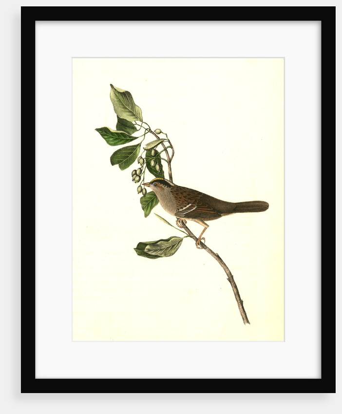 Black-and-yellow-crowned Finch by John James Audubon