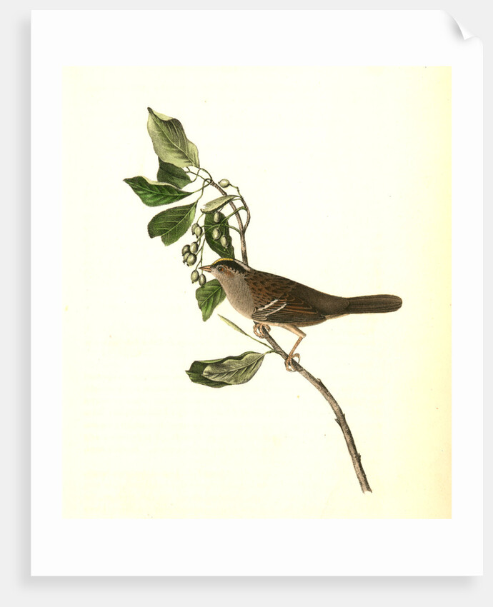 Black-and-yellow-crowned Finch by John James Audubon