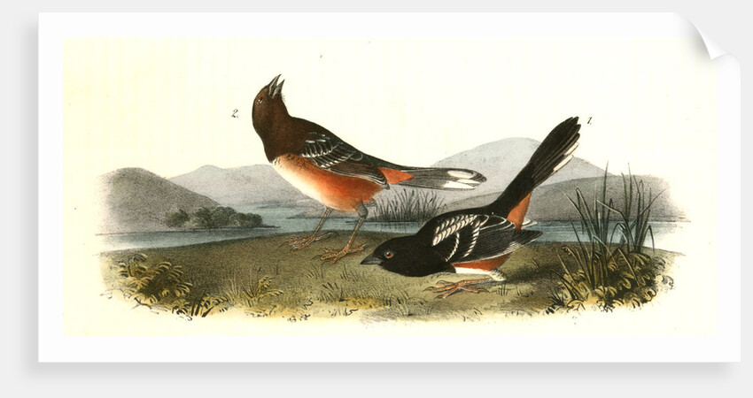 Arctic Ground Finch by John James Audubon