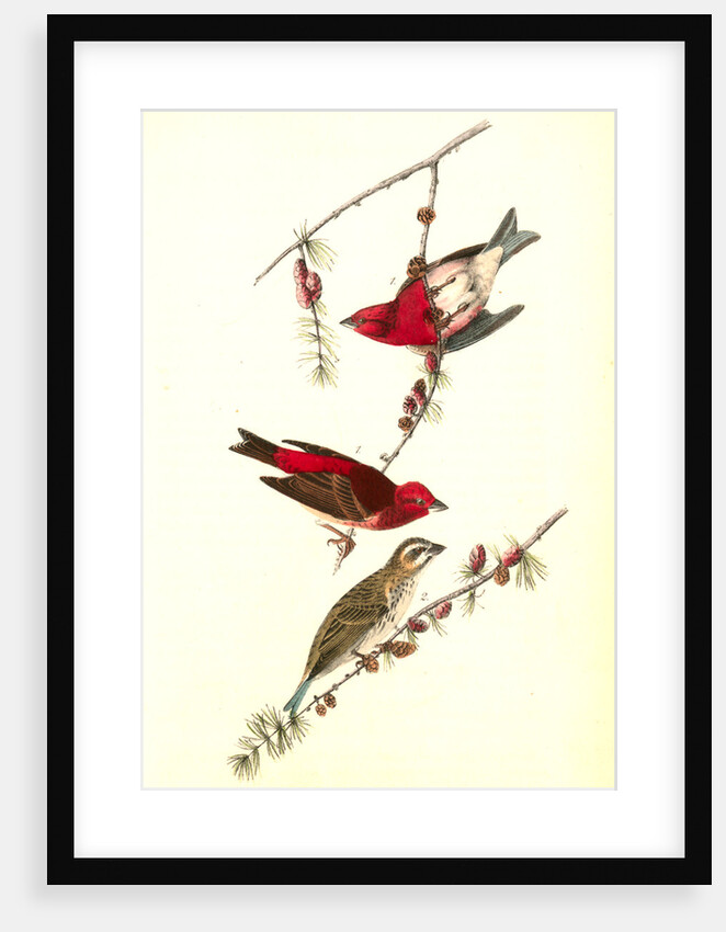 Crested Purple Finch by John James Audubon