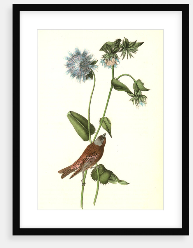 Gray-crowned Purple Finch. Male. (Stocessa cyanea.) by John James Audubon