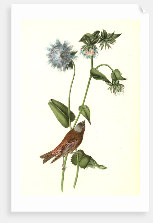 Gray-crowned Purple Finch. Male. (Stocessa cyanea.) by John James Audubon