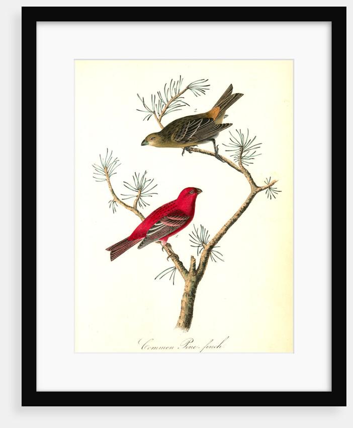 Common Pine-finch by John James Audubon