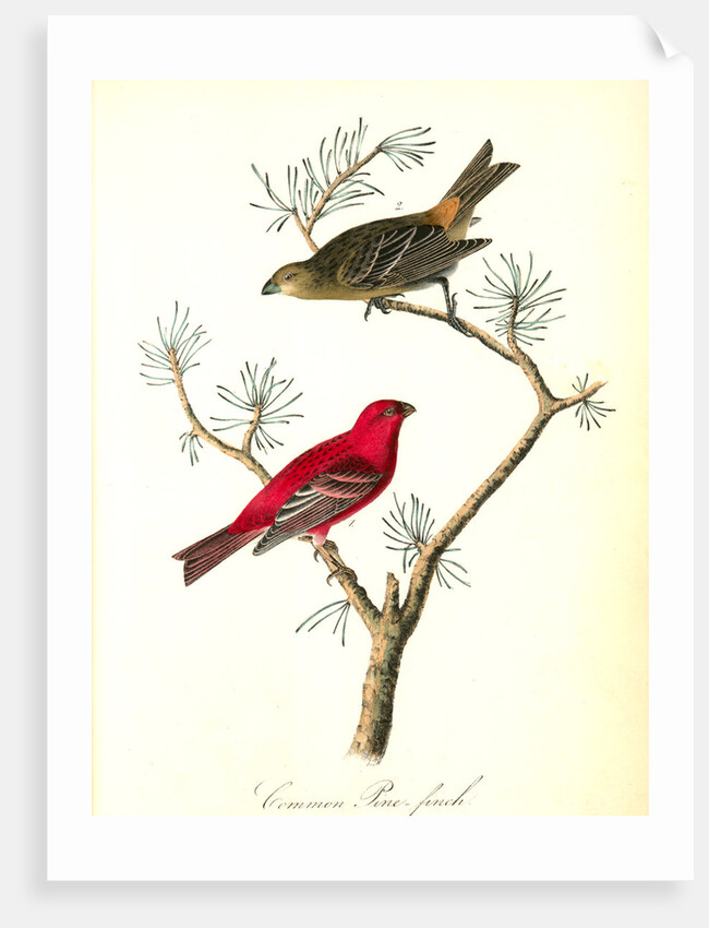 Common Pine-finch by John James Audubon