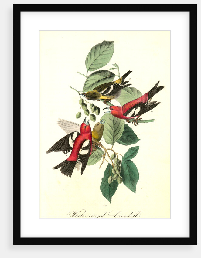 White-winged Crossbill by John James Audubon