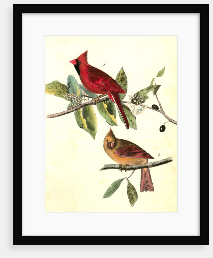 Common Cardinal Grosbeak by John James Audubon