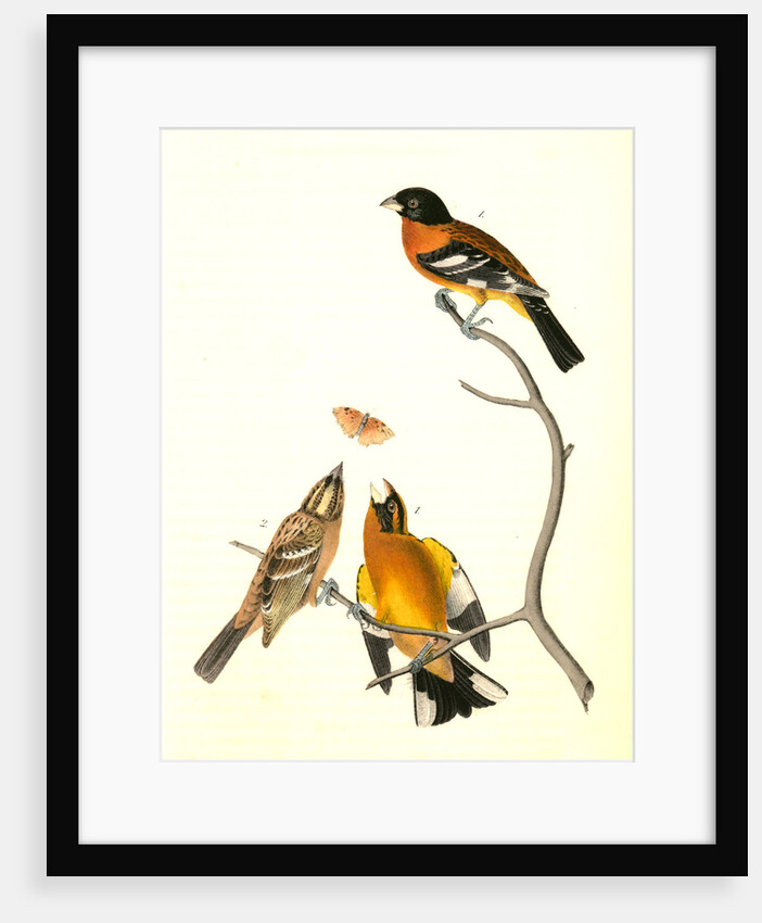 Black-headed Song-Grosbeak by John James Audubon