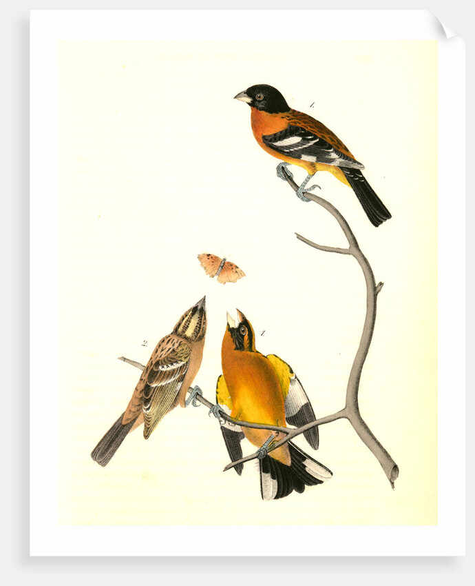 Black-headed Song-Grosbeak by John James Audubon