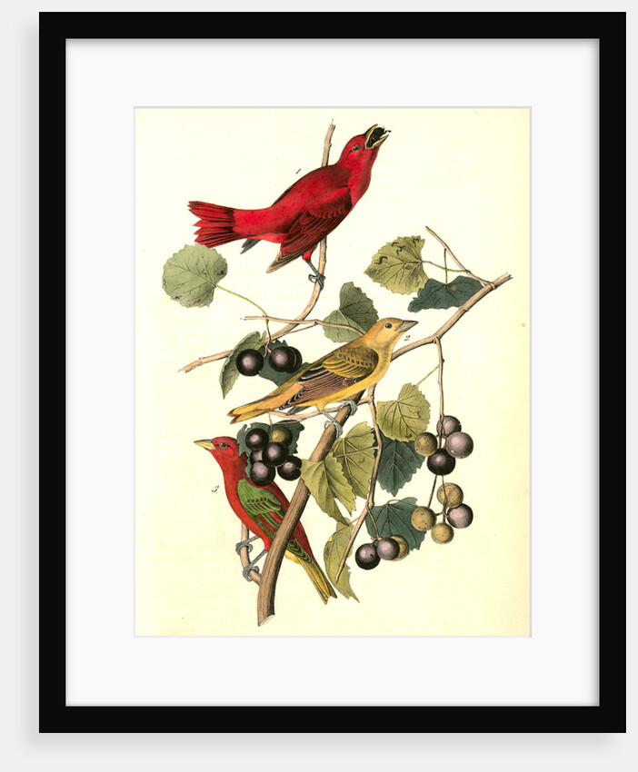 Summer Red-bird by John James Audubon