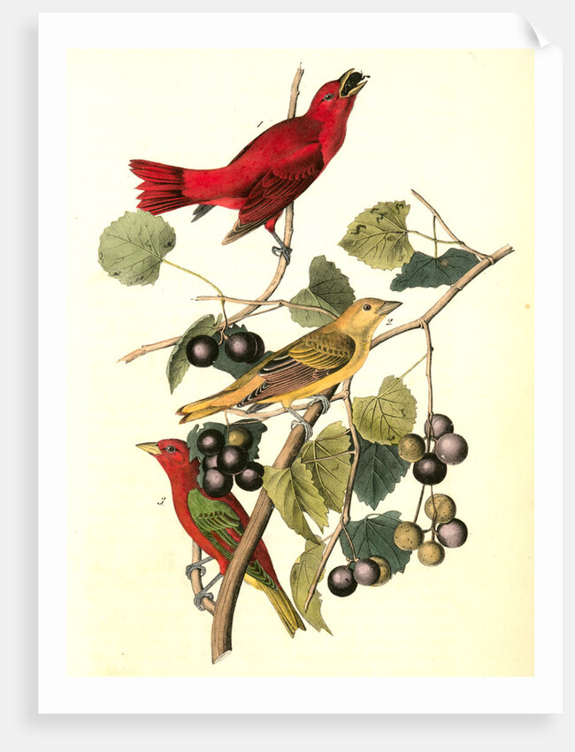 Summer Red-bird by John James Audubon