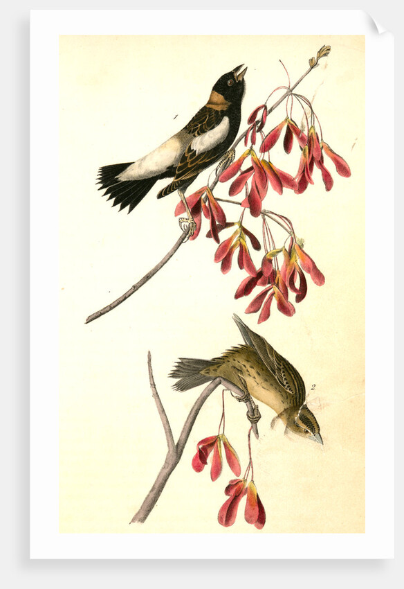 Wandering Rice-bird by John James Audubon