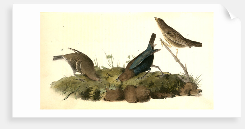 Common Cow-bird by John James Audubon