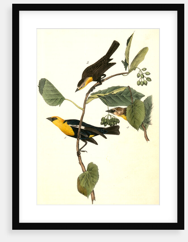 Saffron-headed Marsh-Blackbird by John James Audubon