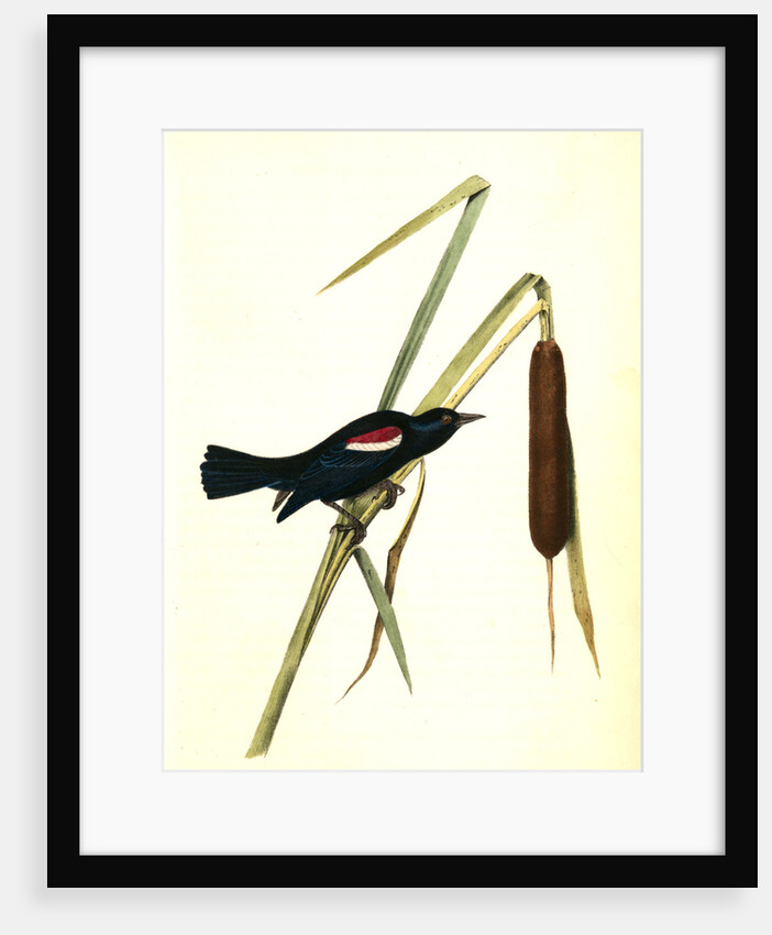 Red-and-white-shouldered Marsh-Blackbird. Male by John James Audubon