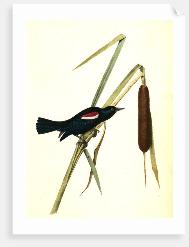 Red-and-white-shouldered Marsh-Blackbird. Male by John James Audubon