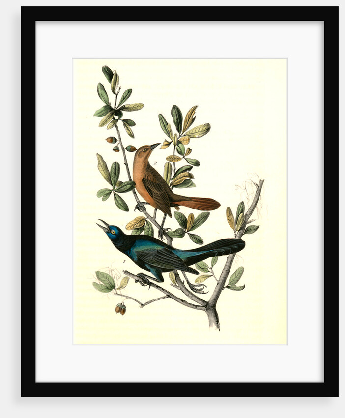 Boat-tailed Grackle by John James Audubon