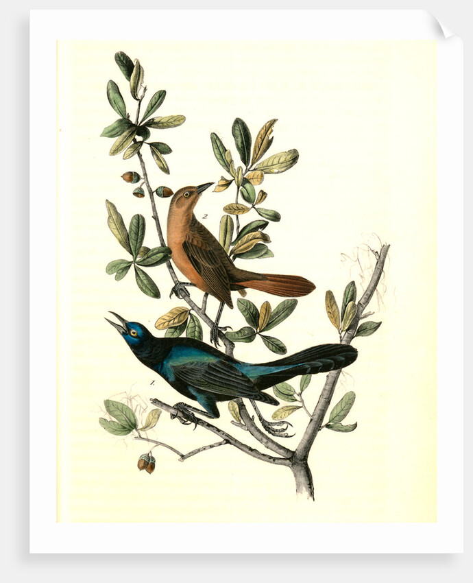 Boat-tailed Grackle by John James Audubon
