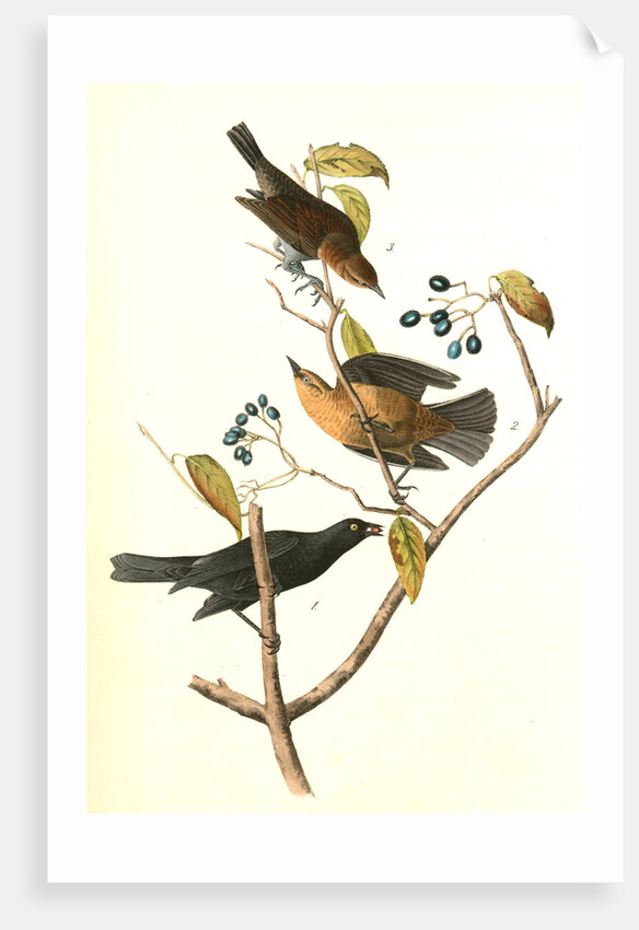 Rusty Crow-Blackbird by John James Audubon