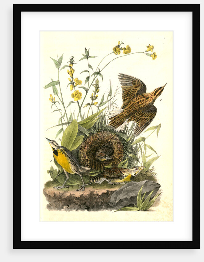 Meadow Starling or Meadow Lark by John James Audubon