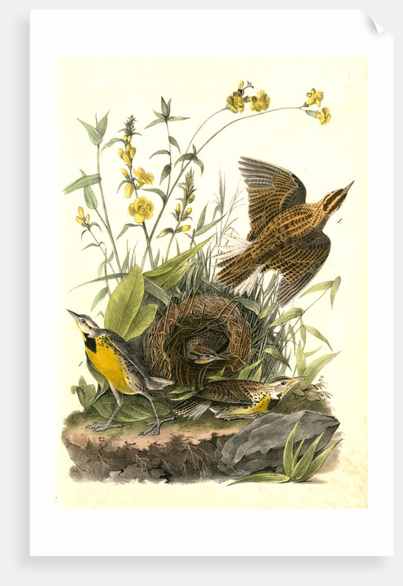 Meadow Starling or Meadow Lark by John James Audubon