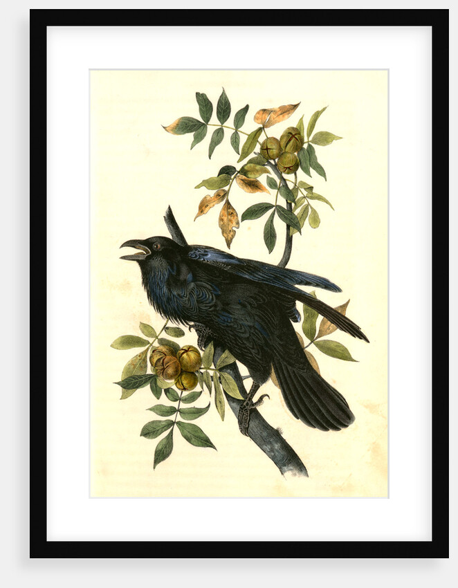Raven. Old Male. (Thick-Shell bark Hickory) by John James Audubon