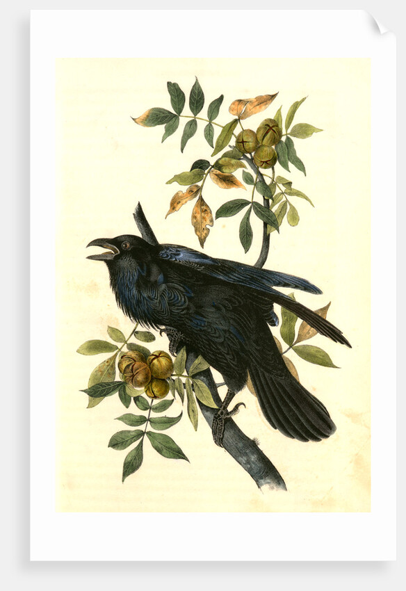 Raven. Old Male. (Thick-Shell bark Hickory) by John James Audubon