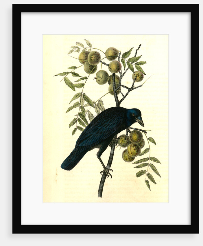 Common American Crow. Male. (Black Walnut.) by John James Audubon