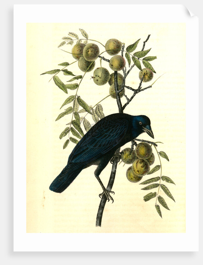 Common American Crow. Male. (Black Walnut.) by John James Audubon