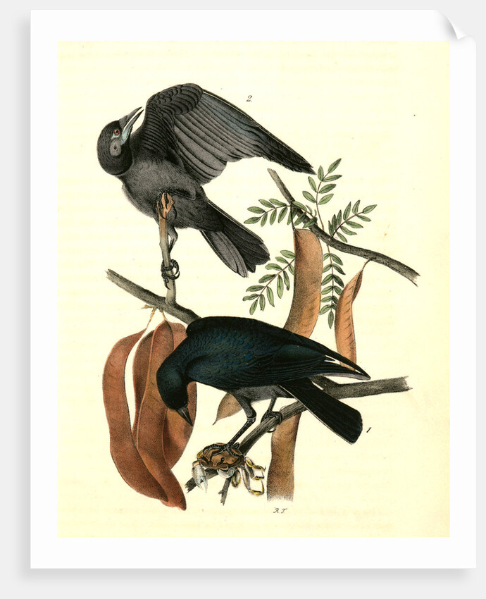 Fish Crow by John James Audubon