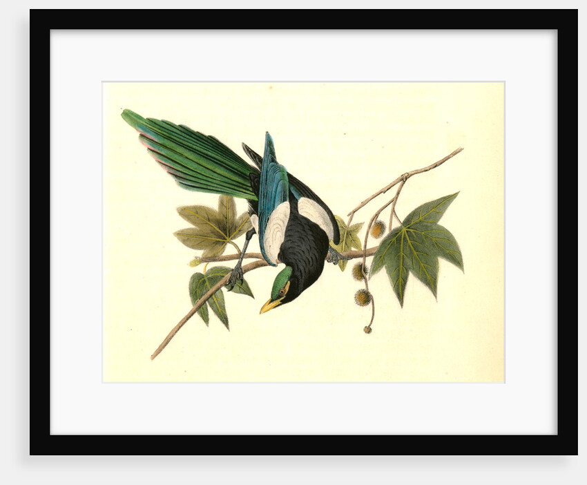 Yellow-billed Magpie. Male. (Plantanus) by John James Audubon