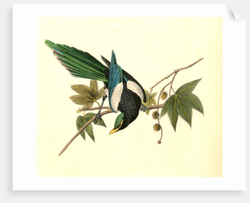 Yellow-billed Magpie. Male. (Plantanus) by John James Audubon