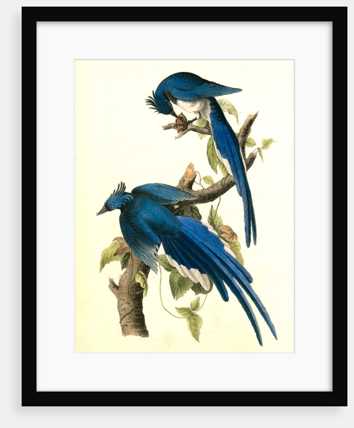 Columbia Magpie or Jay. Male by John James Audubon